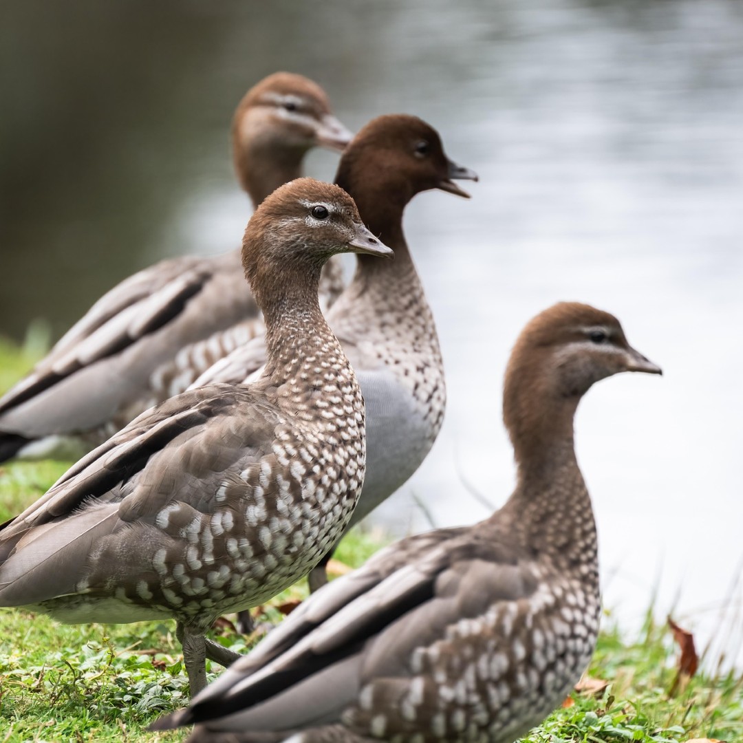 a photo of Australian Wood Ducks