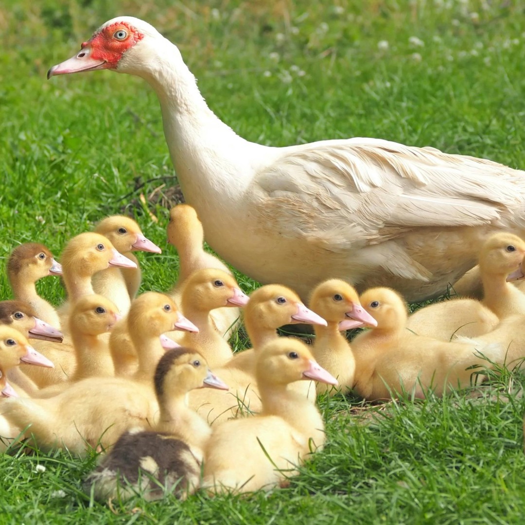 a photo of a female Muscovy duck and many ducklings