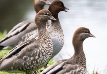 a photo of four Australian Wood Ducks