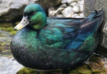 a photo of an Emerald Duck
