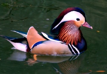 a photo of a Mandarin Duck