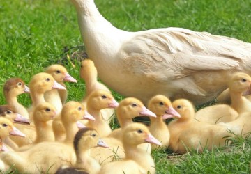 a Female Muscovy Duck and Her Ducklings