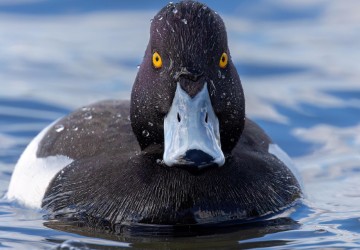 a photo of a Tufted Duck