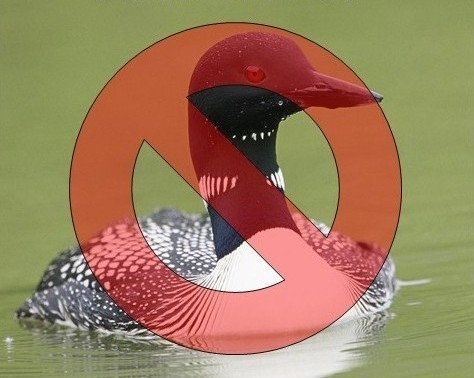 Photo of a Common Loon in the water with a baby loon on its back