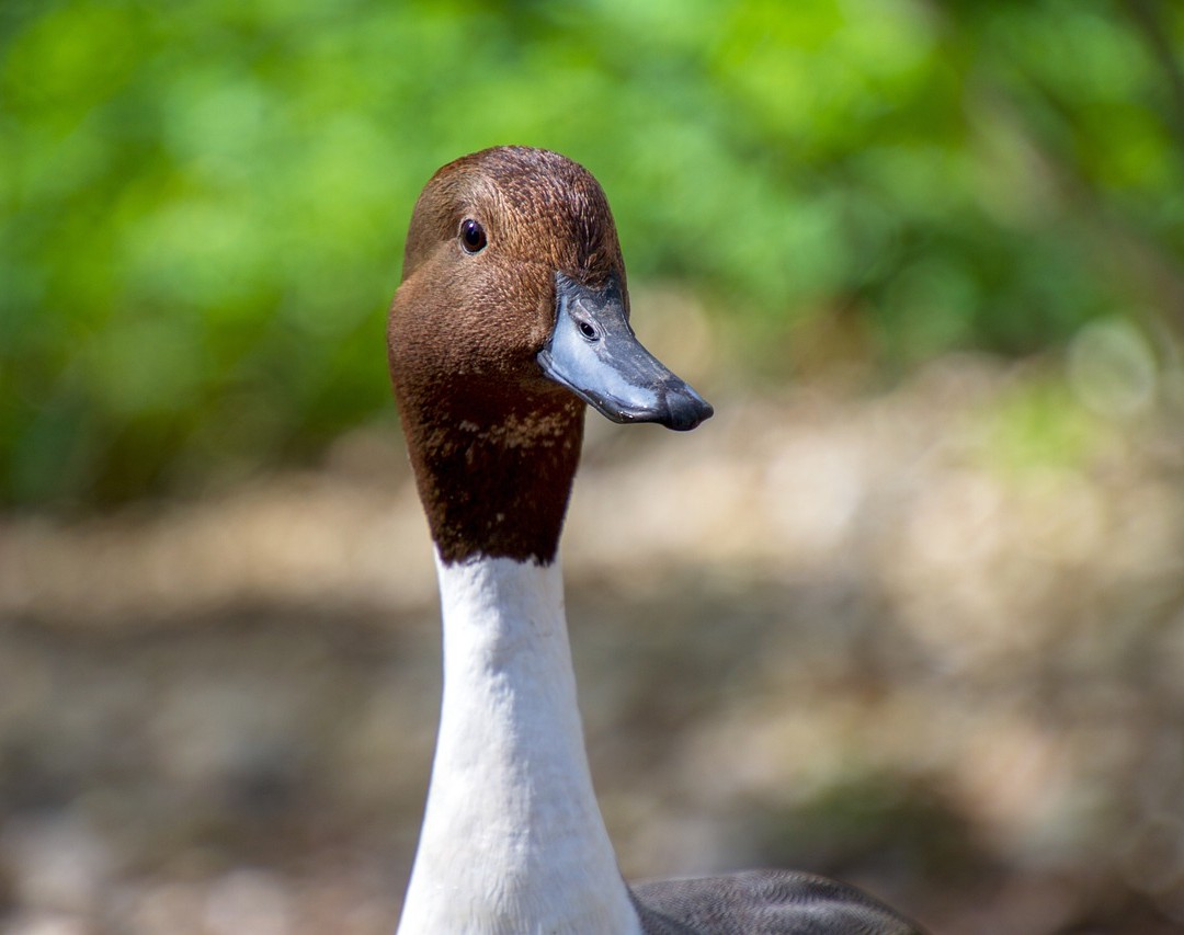 Photo of a duck