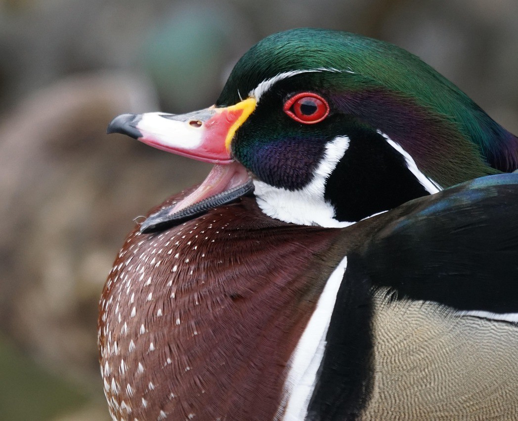 Photo of a duck quacking