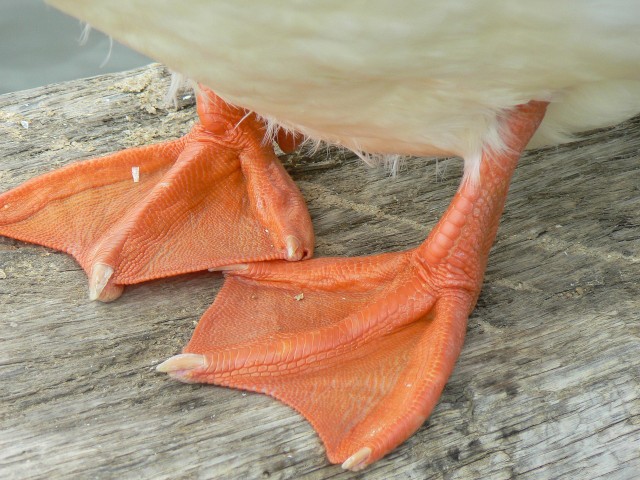 Photo of duck feet