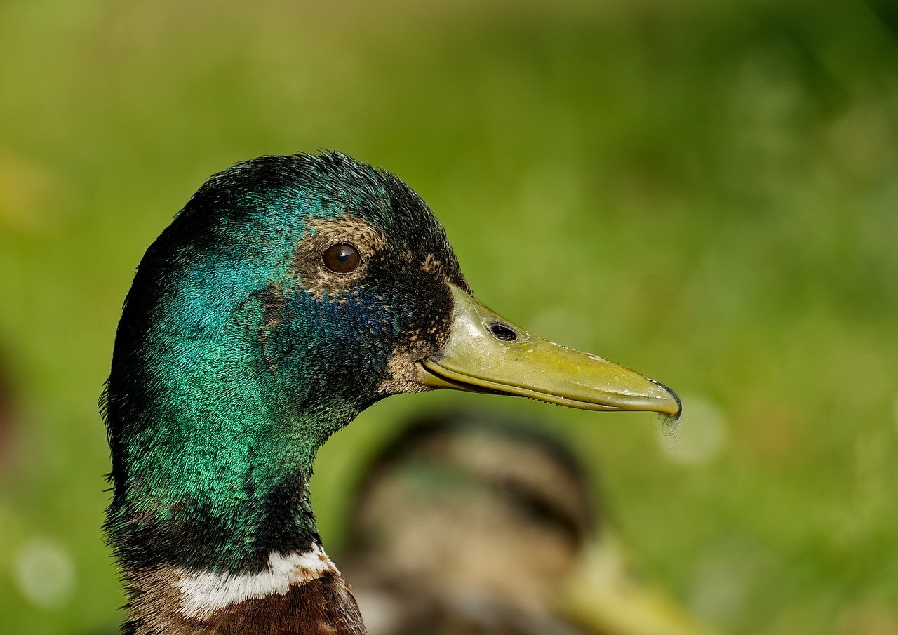 Photo of a duck