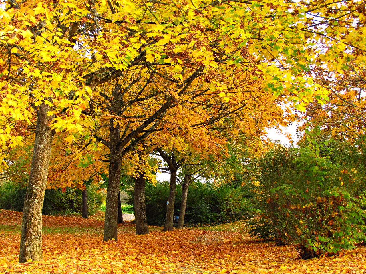 Golden Fall Trees