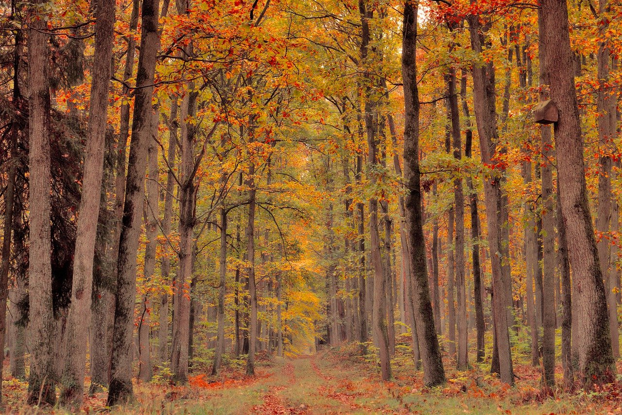 Forest in Autumn