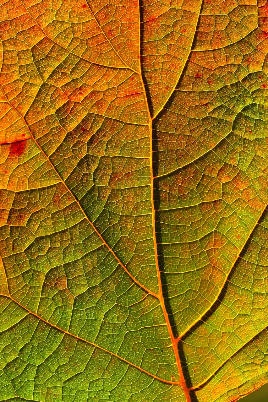 Fall Leaf