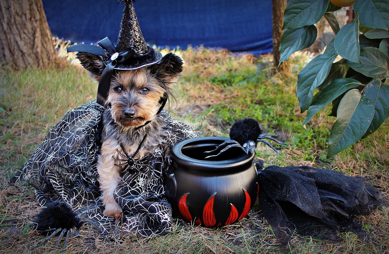 Witchy Doggo