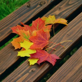 Colorful leaves arranged on a bench.