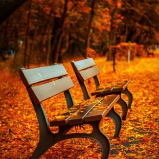 Empty benches surrounded by bright orange leaves.