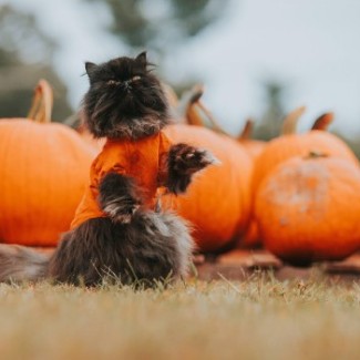 A black cat wears an orange costume in a pumpkin patch.