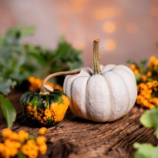 A small white pumpkin and a multicolored mini-pumpkin are surrounded by orange berries.