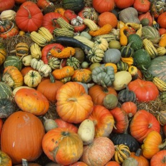 A large assortment of all types and sizes of pumpkins.